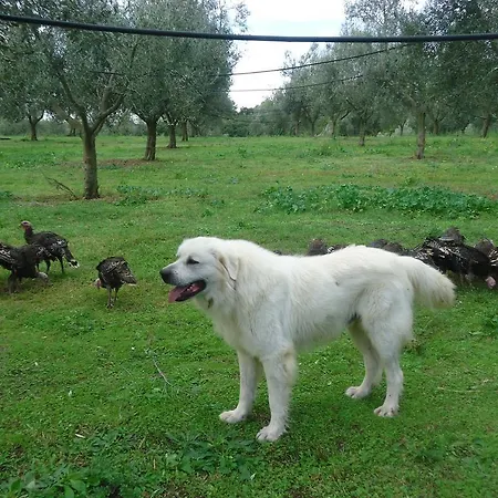 San Vito * Crocemaroggia