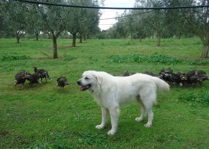 San Vito * Crocemaroggia